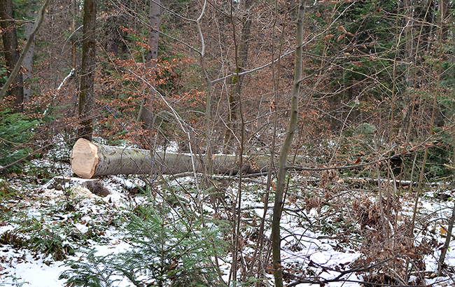 Мораторий идет лесом: как из Украины вывозят древесину в обход запрета