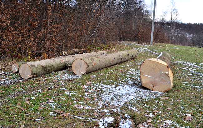 Мораторій йде лісом: як з України вивозять деревину в обхід заборони