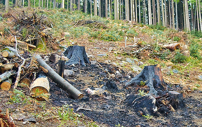 Мораторій йде лісом: як з України вивозять деревину в обхід заборони