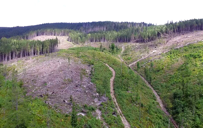 Мораторій йде лісом: як з України вивозять деревину в обхід заборони