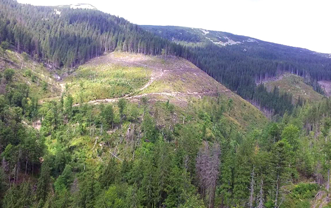 Мораторій йде лісом: як з України вивозять деревину в обхід заборони