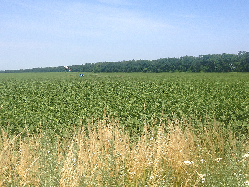 як живуть люди на лінії розмежування без питної води